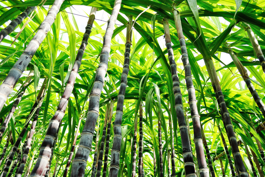 Photo of Sugarcane Plants